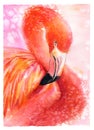 Watercolor flamingo. Hand drawn illustration of a flamingo.