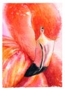 Watercolor flamingo. Hand drawn illustration of a flamingo.