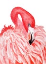 Watercolor flamingo. Tropical exotic bird