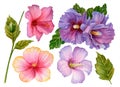 Watercolor hibiscus clipart