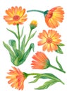 Watercolor calendula clipart, floral illustration