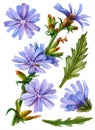 Watercolor chicory clipart, floral illustration
