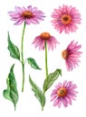 Watercolor echinacea clipart, floral illustration