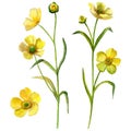 Watercolor buttercup clipart