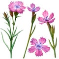 Watercolor carnation clipart