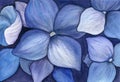 Watercolor floral background with blue hydrangeas flowers, beautiful floral painting with realistic hydrangea flower