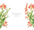 Watercolor floral banner. Colourful crocosmia flower isolated on white and place for text. Realistic botanical