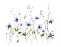 Watercolor floral border frame on white background. Red, blue wild flowers, branches, leaves and twigs. Royalty Free Stock Photo