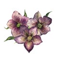 Watercolor floral bouquet with hellebore. Hand painted winter flowers and leaves isolated on white background. Botanical