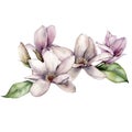 Watercolor floral card with magnolias. Hand painted bouquet with white and pink flowers, leaves isolated on white