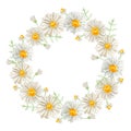 Watercolor floral chamomile wreath