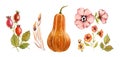 Watercolor floral collection. Autumn plants, pumpkin, berries. Wild flowers: rose hip, briar, leaves, isolated on white