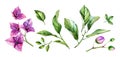 Watercolor floral collection of elements. Purple bougainvillea branch in blossom, flowers, leaves. Hand painted tropical