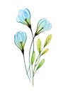 Watercolor floral composition with snowdrops. Three turquoise transparent flowers and leaves. Hand painted isolated Royalty Free Stock Photo