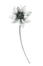 Watercolor floral delicate black and gray wild sunflower blossom. Hand drawn illustration.