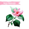 Watercolor Floral Elements