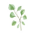 Watercolor floral eucalyptus seeds, leaves and branches. Hand painted botanical greenery Royalty Free Stock Photo