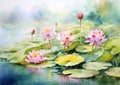 Watercolor floral flower pink nature water green summer blossom lotus beauty plant background Royalty Free Stock Photo