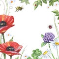 Watercolor floral frame with poppies, clover, chamomiles and bee