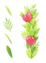 Watercolor illustration of red apple branch on white background with additional set of green leaves. Royalty Free Stock Photo