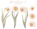 Watercolor floral hand drawn set with delicate illustration of blossom daffodils, narcissus, jonquil. Colorful spring Royalty Free Stock Photo