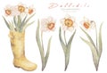 Watercolor floral hand drawn set with delicate illustration of blossom narcissus, daffodils in yellow boots wellies