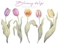 Watercolor floral hand drawn set with delicate illustration of blossom pink, yellow, purple tulips. Colorful spring