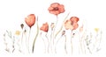 Watercolor floral hand drawn set with delicate illustration of blossom scarlet poppies, yellow wildflowers, herbs Royalty Free Stock Photo