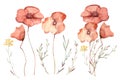 Watercolor floral hand drawn set with delicate illustration of blossom scarlet poppies, yellow wildflowers, herbs Royalty Free Stock Photo