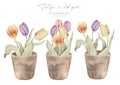 Watercolor floral hand drawn set with illustration of blossom purple, pink, yellow tulips in old flower pot. Colorful Royalty Free Stock Photo