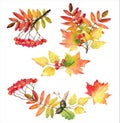 Watercolor floral illustration set: Colorful realistic Autumn falling leaves, rowan branch, acorns. Vector illustration