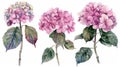 Watercolor floral illustration set - pink hydrangea , for wedding stationary, greetings, wallpapers, fashion, background Royalty Free Stock Photo