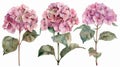 Watercolor floral illustration set - pink hydrangea , for wedding stationary, greetings, wallpapers, fashion, background Royalty Free Stock Photo