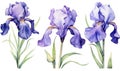 Watercolor floral iris art flower spring plant bloom nature leaf background