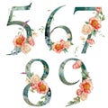 Watercolor floral numbers set of 5, 6, 7, 8, 9 with flowers. Hand painted symbols of peony, ranunculus and daisy