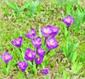 Watercolor floral pattern. Digital Drawing-illustration. The first spring flowers. Lilac crocus, saffron on a flower bed. Primrose Royalty Free Stock Photo