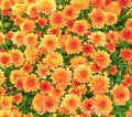 Watercolor floral pattern. Digital painting - illustration. Flowerbed of chrysanthemum multiflora. Bright yellow, orange flowers Royalty Free Stock Photo