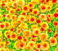 Watercolor floral pattern. Digital painting - illustration. Flowerbed of chrysanthemum multiflora. Bright yellow, orange flowers Royalty Free Stock Photo
