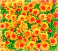 Watercolor floral pattern. Digital painting - illustration. Flowerbed of chrysanthemum multiflora. Bright yellow, orange flowers Royalty Free Stock Photo