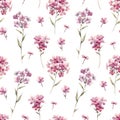 Watercolor floral phlox pattern