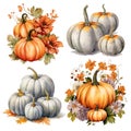 Watercolor floral pumpkin compositions set. Hand painted pastel white pumpkin with rust burnt orange, white flowers and