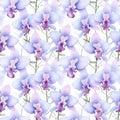 Watercolor Floral Seamless pattern of delicate blue purple orchid flowers on white background, exuding sense of tropical Royalty Free Stock Photo