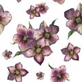 Watercolor floral seamless pattern with hellebore. Hand painted winter flowers and leaves isolated on white background Royalty Free Stock Photo