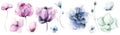 Watercolor floral set of blue, violet, pink poppy, rose, peony, wild flowers, butterfly.