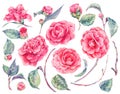 Watercolor floral set of camellia flowers