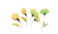 Watercolor floral set. Collection of yellow transparent roses and ginkgo leaves. Hand painted isolated design. Botanical Royalty Free Stock Photo