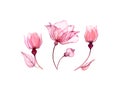 Watercolor floral set isolated on white. Transparent rose collection of big flowers, leaves in blush pink color