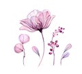 Watercolor floral set isolated on white. Transparent rose collection of leaves, berries, branches in pastel pink, grey