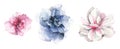 Watercolor floral set of pink, blue white rose, peony, lotus, flowers. Watercolour clipart drawing Royalty Free Stock Photo