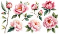 Watercolor floral set. Pink peonies flower, green leaves individual elements Royalty Free Stock Photo